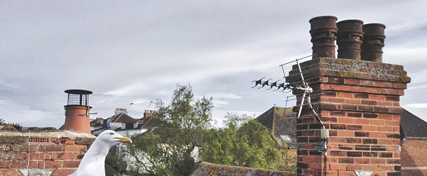 Chimney Cleaning And Restoration in Oakton, Virginia